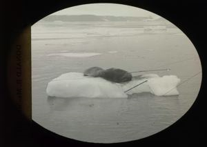 Image of Walrus on Pan of Ice